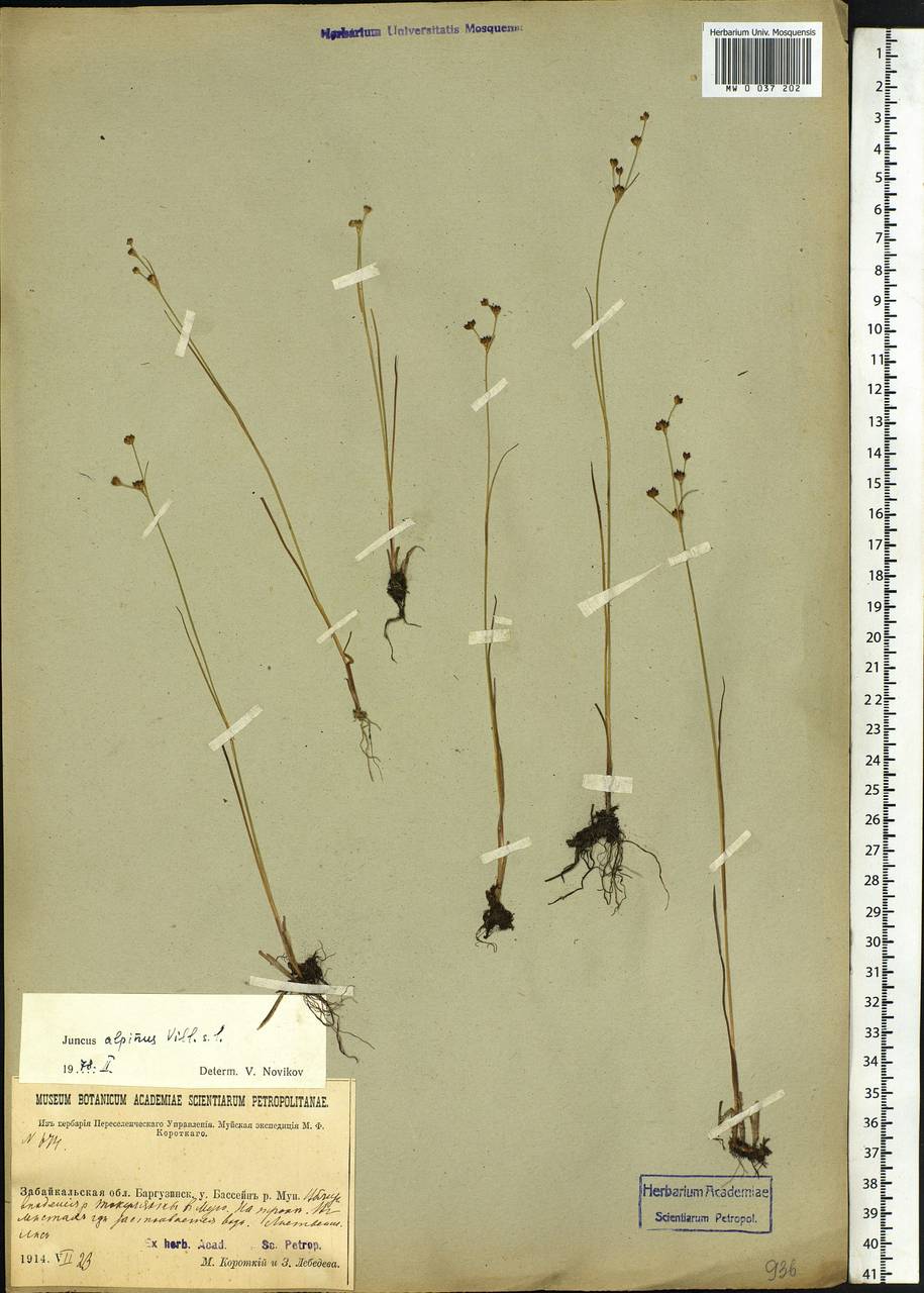 Juncus alpinoarticulatus Chaix, Siberia, Baikal & Transbaikal region (S4) (Russia)