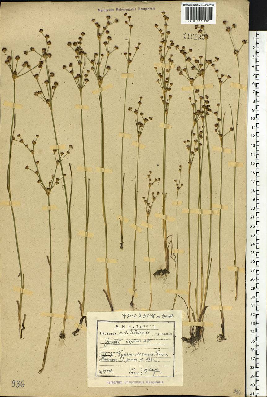 Juncus alpinoarticulatus Chaix, Siberia, Baikal & Transbaikal region (S4) (Russia)