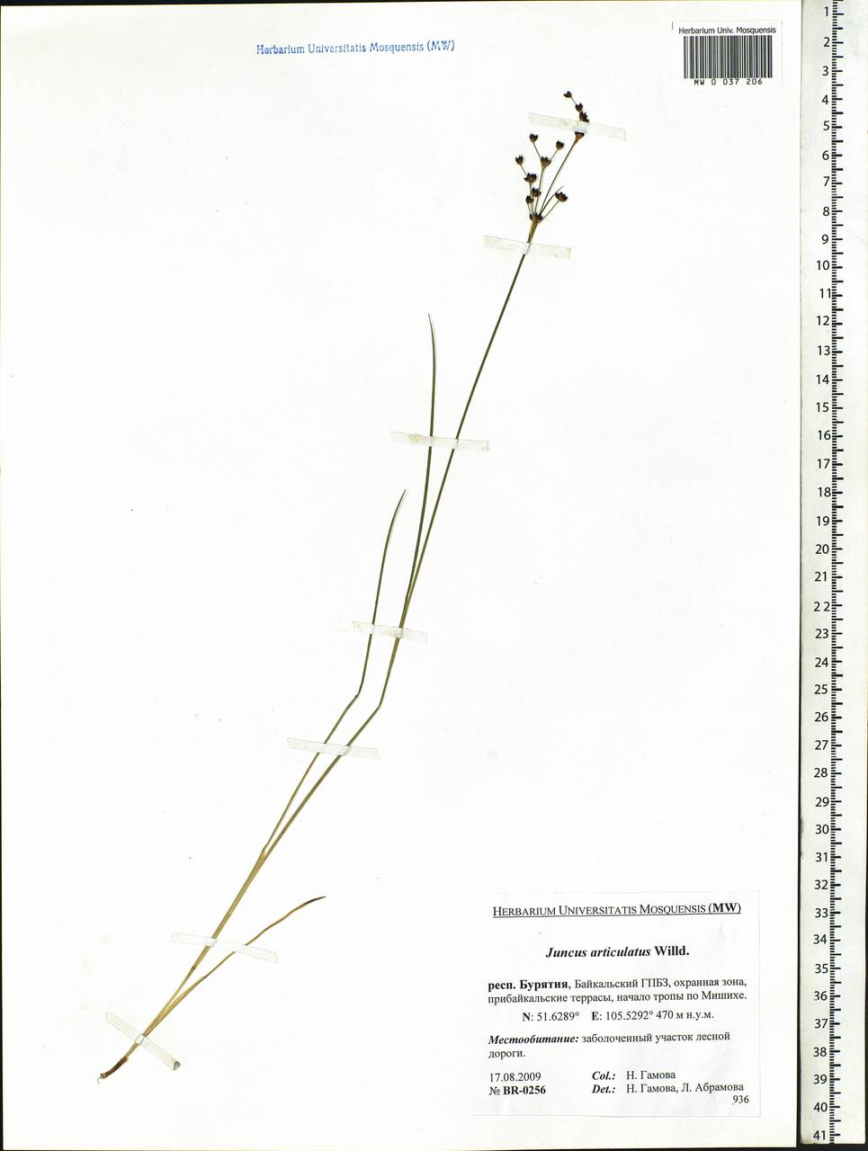Juncus alpinoarticulatus Chaix, Siberia, Baikal & Transbaikal region (S4) (Russia)