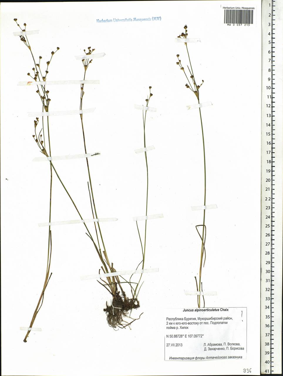 Juncus alpinoarticulatus Chaix, Siberia, Baikal & Transbaikal region (S4) (Russia)