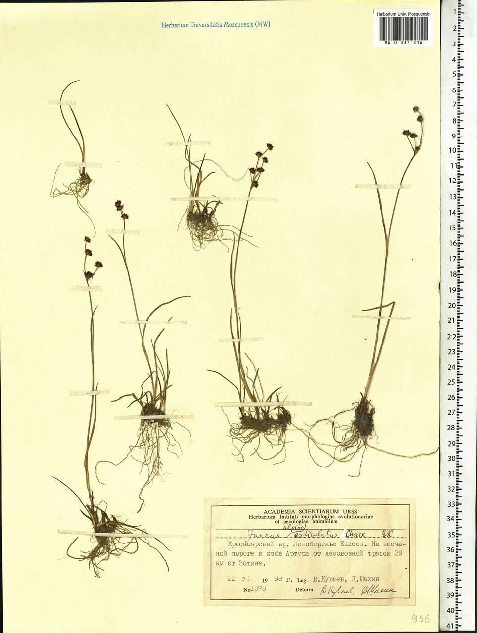 Juncus alpinoarticulatus Chaix, Siberia, Central Siberia (S3) (Russia)