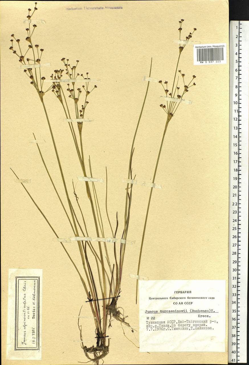 Juncus alpinoarticulatus Chaix, Siberia, Altai & Sayany Mountains (S2) (Russia)