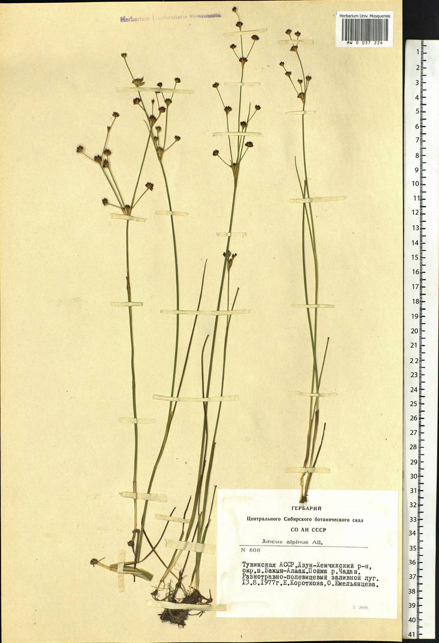 Juncus alpinoarticulatus Chaix, Siberia, Altai & Sayany Mountains (S2) (Russia)