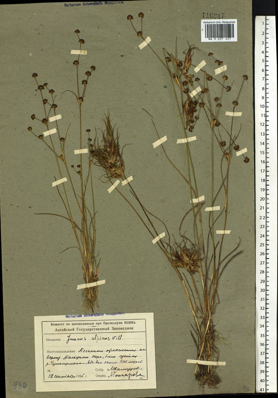 Juncus alpinoarticulatus Chaix, Siberia, Altai & Sayany Mountains (S2) (Russia)