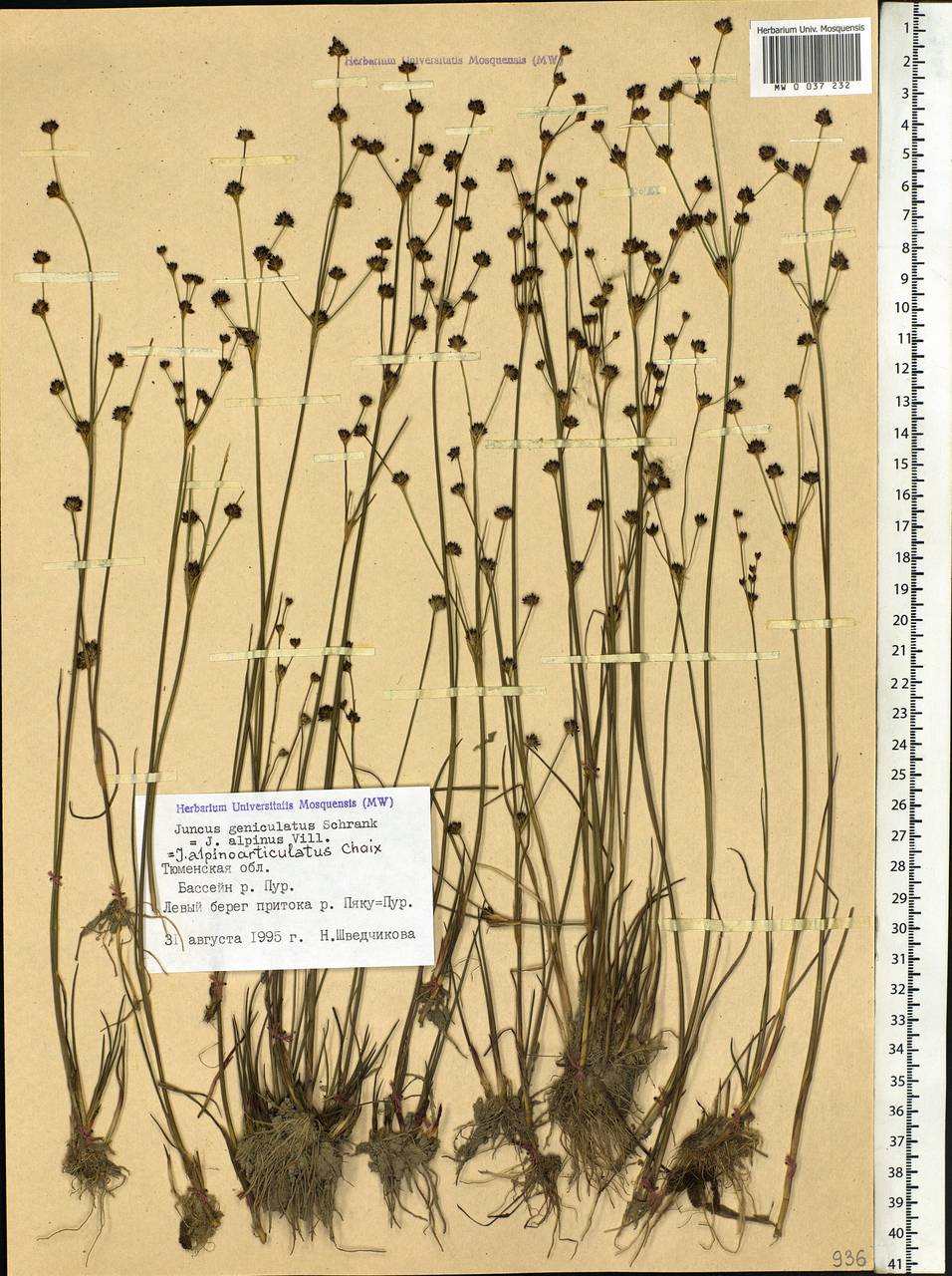 Juncus alpinoarticulatus Chaix, Siberia, Western Siberia (S1) (Russia)