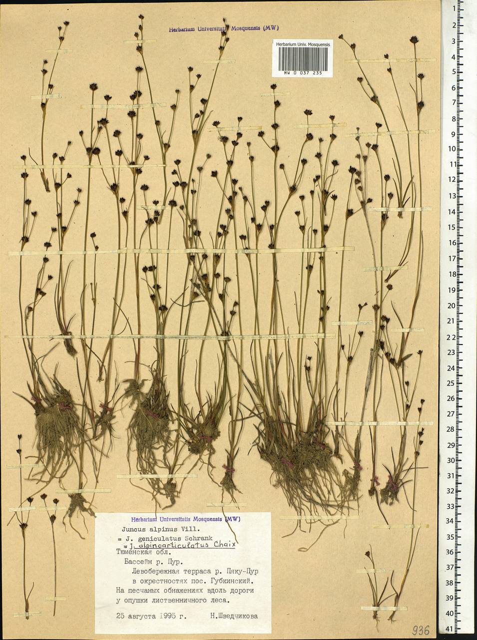 Juncus alpinoarticulatus Chaix, Siberia, Western Siberia (S1) (Russia)