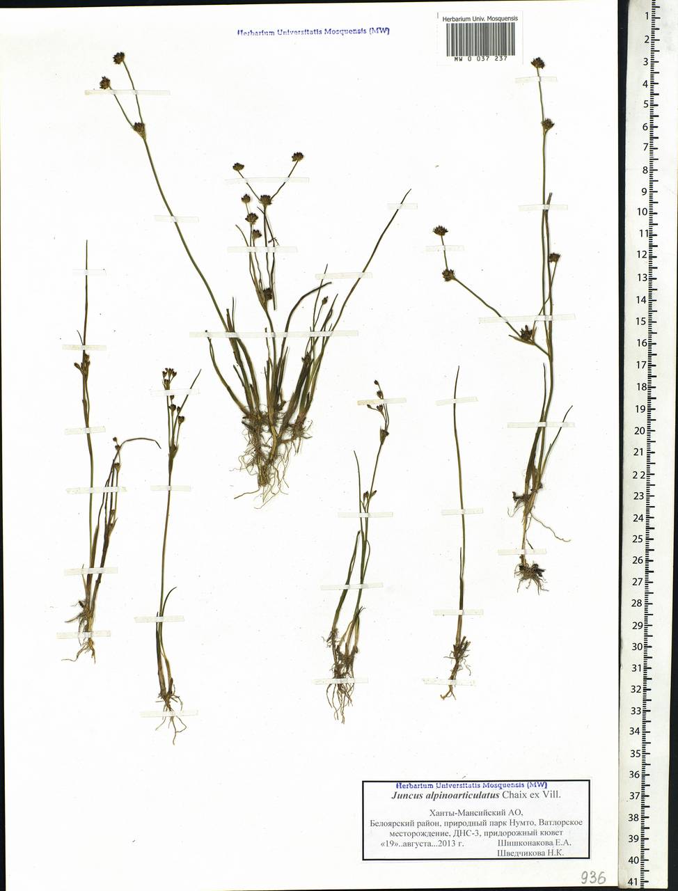 Juncus alpinoarticulatus Chaix, Siberia, Western Siberia (S1) (Russia)