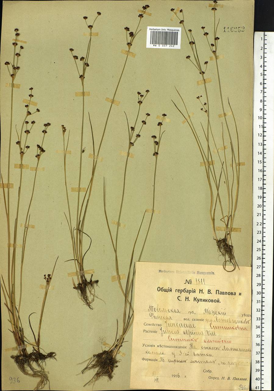 Juncus alpinoarticulatus Chaix, Siberia, Western Siberia (S1) (Russia)