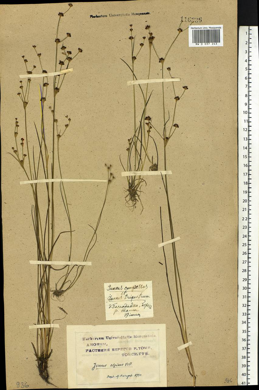 Juncus alpinoarticulatus Chaix, Siberia, Western Siberia (S1) (Russia)