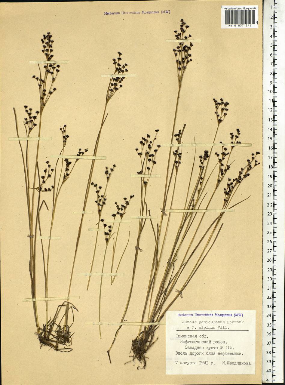 Juncus alpinoarticulatus Chaix, Siberia, Western Siberia (S1) (Russia)