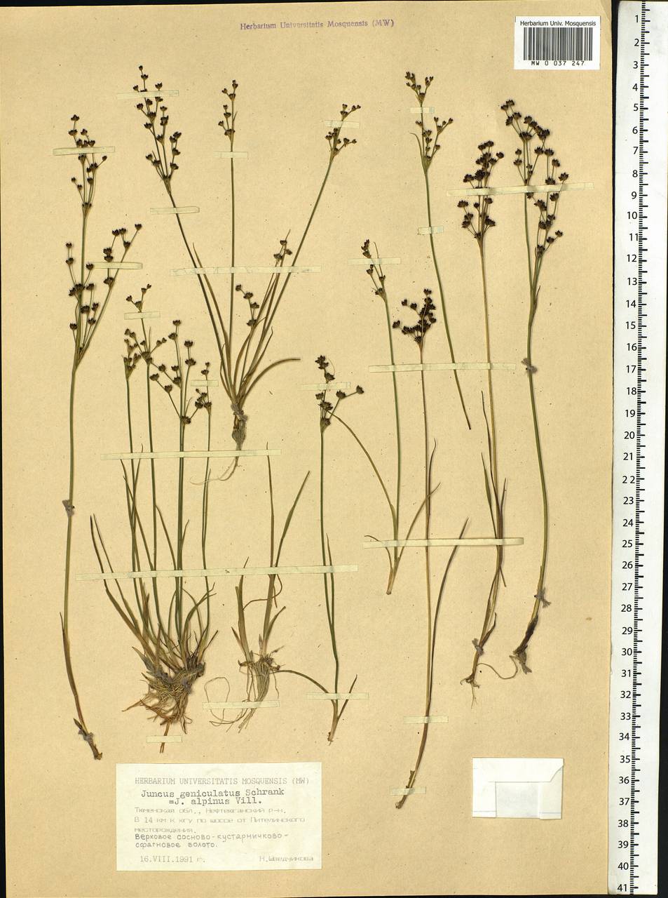 Juncus alpinoarticulatus Chaix, Siberia, Western Siberia (S1) (Russia)