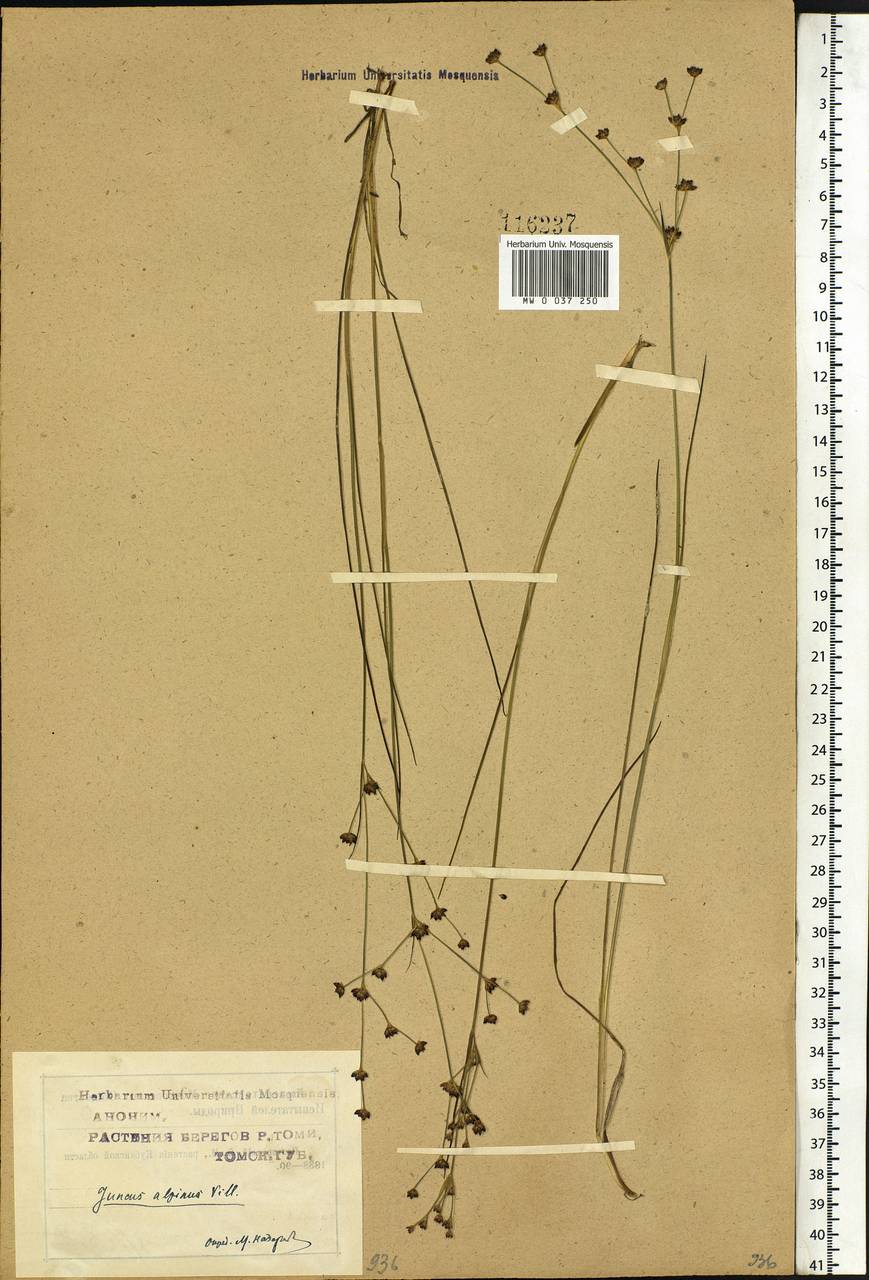 Juncus alpinoarticulatus Chaix, Siberia, Western Siberia (S1) (Russia)