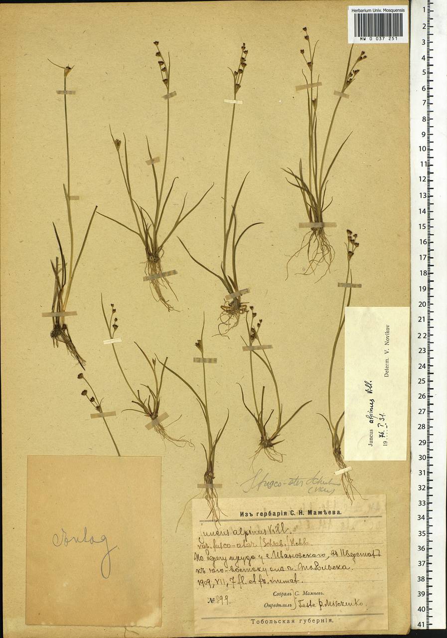 Juncus alpinoarticulatus Chaix, Siberia, Western Siberia (S1) (Russia)