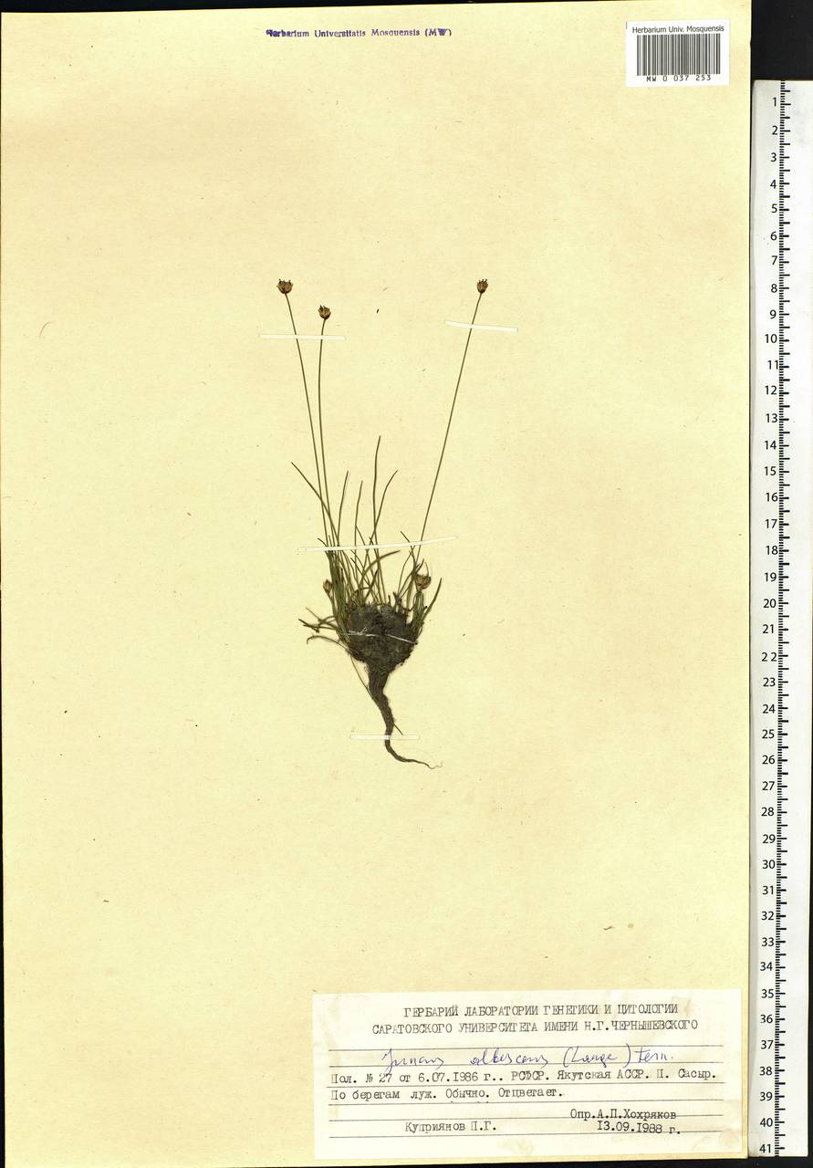 Juncus albescens (Lange) Fern., Siberia, Yakutia (S5) (Russia)