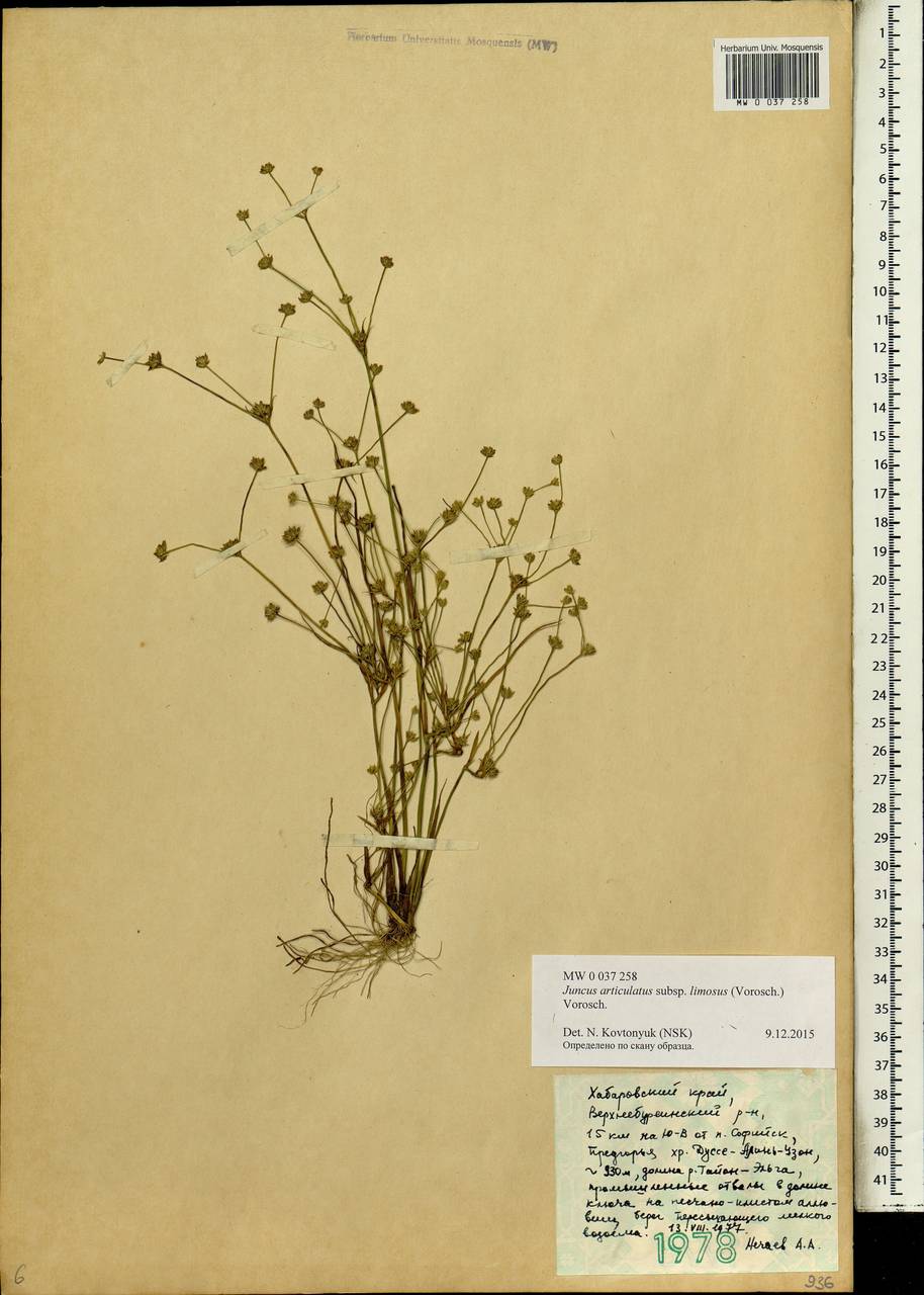 Juncus articulatus subsp. limosus (Vorosch.) Vorosch., Siberia, Russian Far East (S6) (Russia)