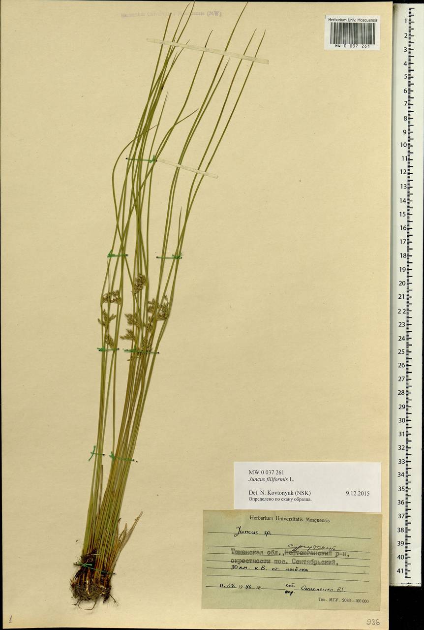 Juncus filiformis L., Siberia, Western Siberia (S1) (Russia)