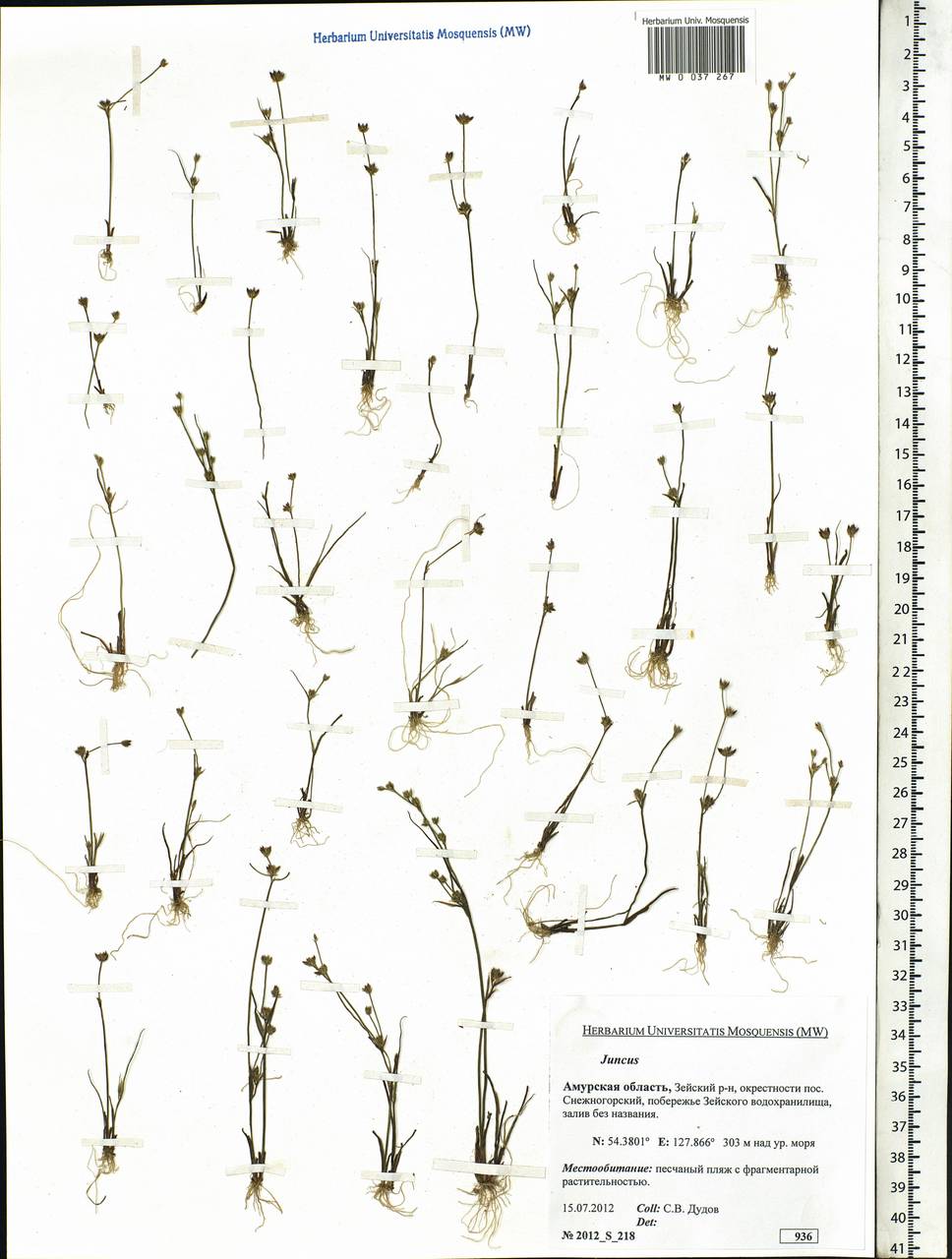 Juncus, Siberia, Russian Far East (S6) (Russia)