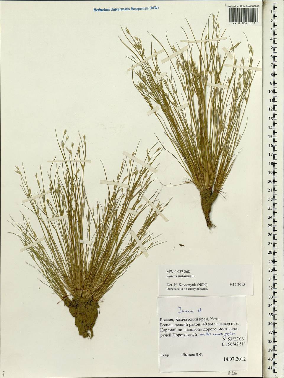 Juncus bufonius L., Siberia, Chukotka & Kamchatka (S7) (Russia)