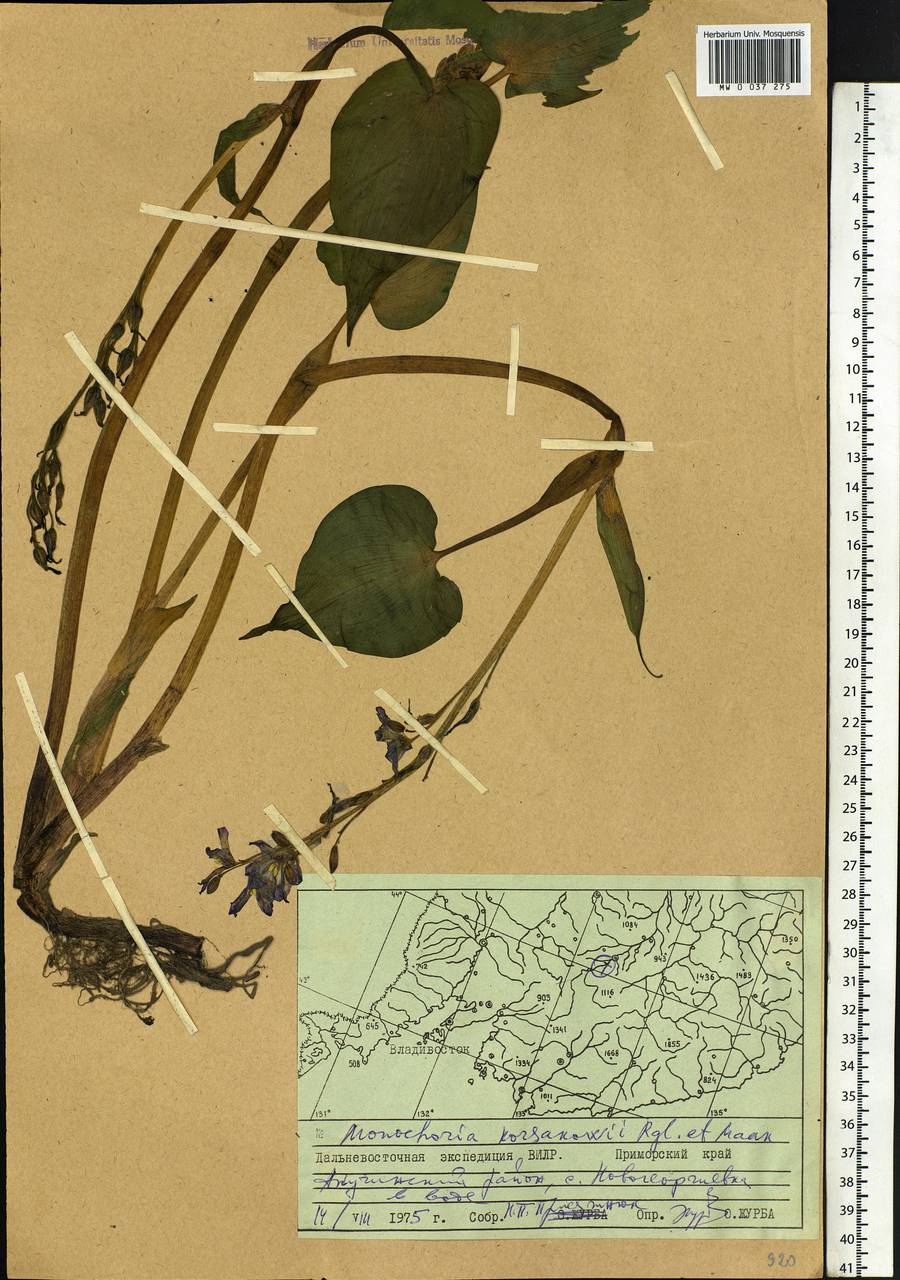 Pontederia korsakowii (Regel & Maack) M.Pell. & C.N.Horn, Siberia, Russian Far East (S6) (Russia)