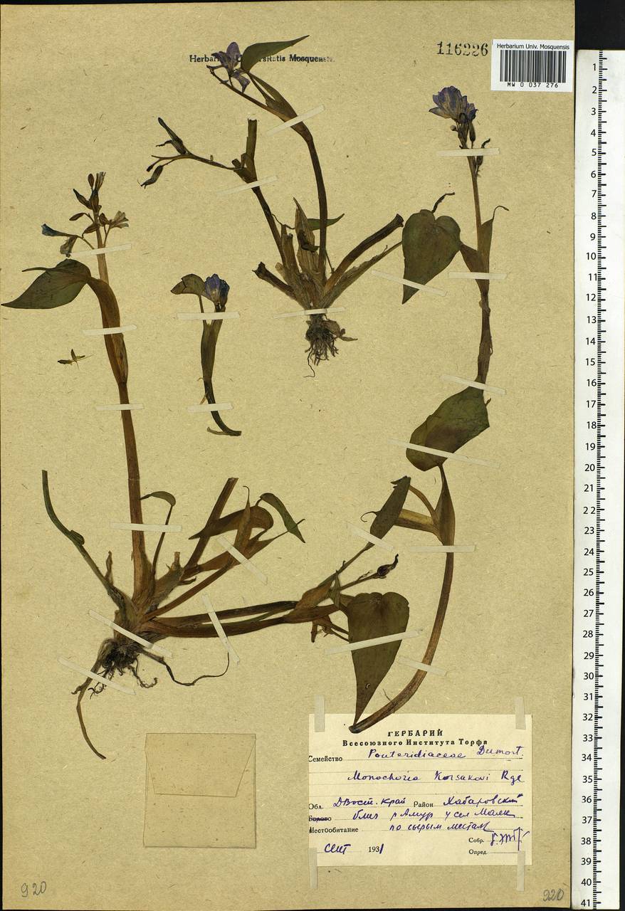 Pontederia korsakowii (Regel & Maack) M.Pell. & C.N.Horn, Siberia, Russian Far East (S6) (Russia)