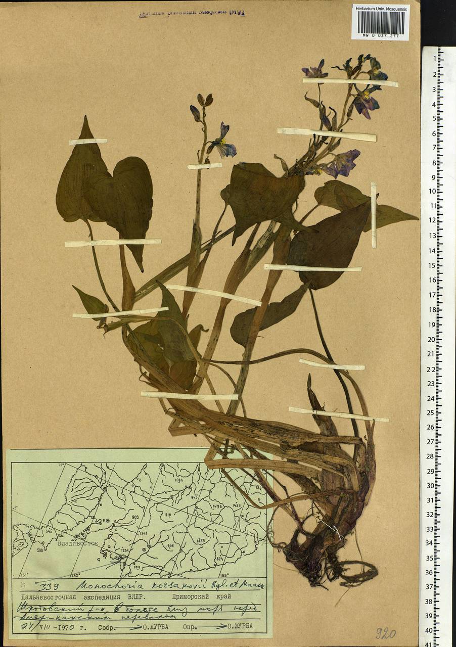 Pontederia korsakowii (Regel & Maack) M.Pell. & C.N.Horn, Siberia, Russian Far East (S6) (Russia)