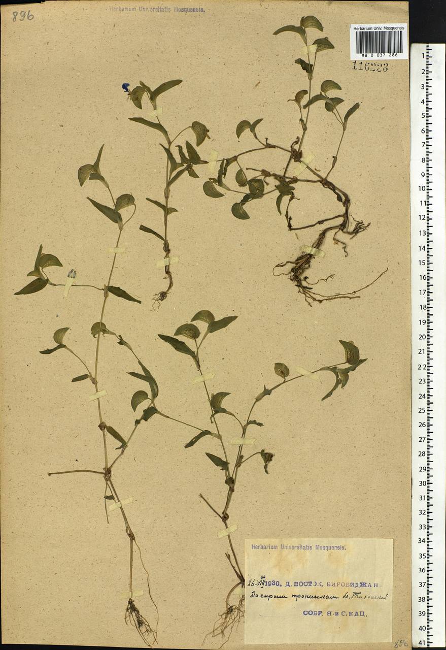 Commelina communis L., Siberia, Russian Far East (S6) (Russia)