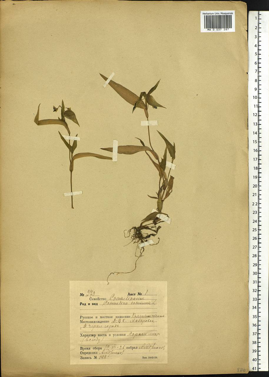 Commelina communis L., Siberia, Russian Far East (S6) (Russia)