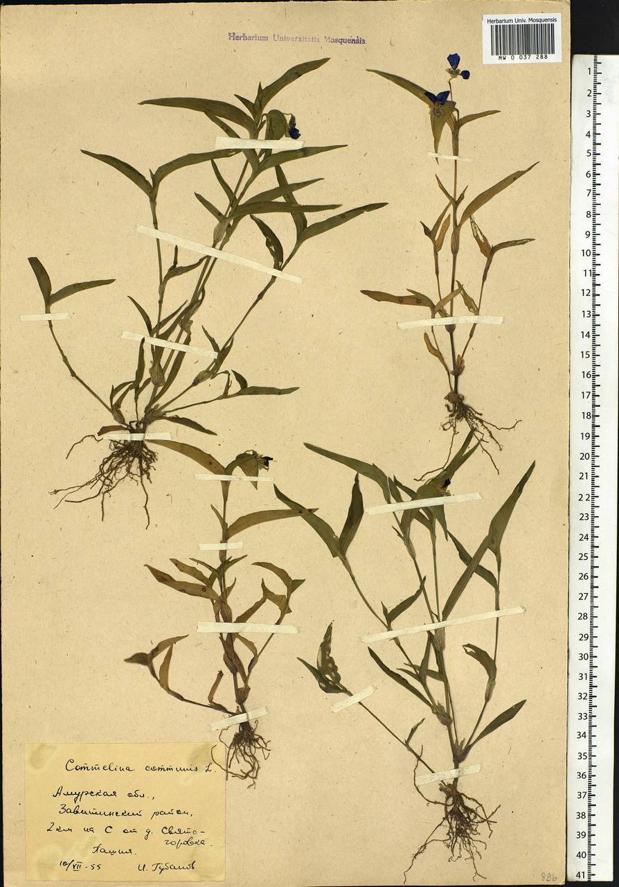 Commelina communis L., Siberia, Russian Far East (S6) (Russia)