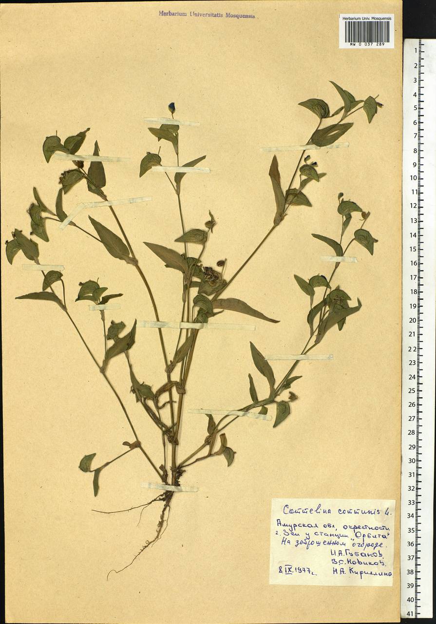 Commelina communis L., Siberia, Russian Far East (S6) (Russia)
