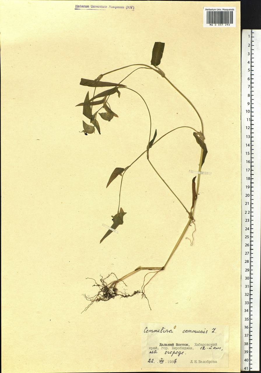Commelina communis L., Siberia, Russian Far East (S6) (Russia)