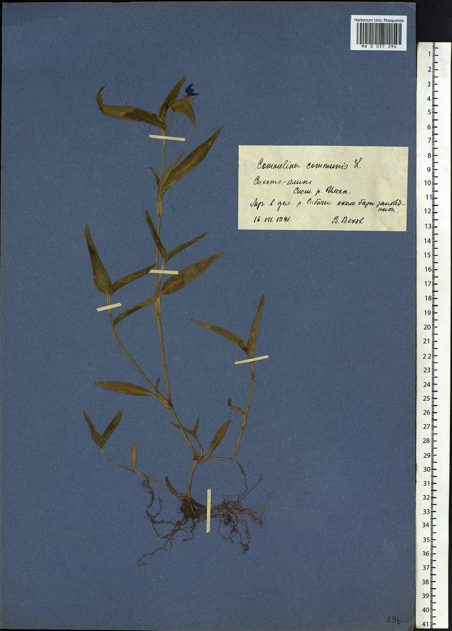Commelina communis L., Siberia, Russian Far East (S6) (Russia)