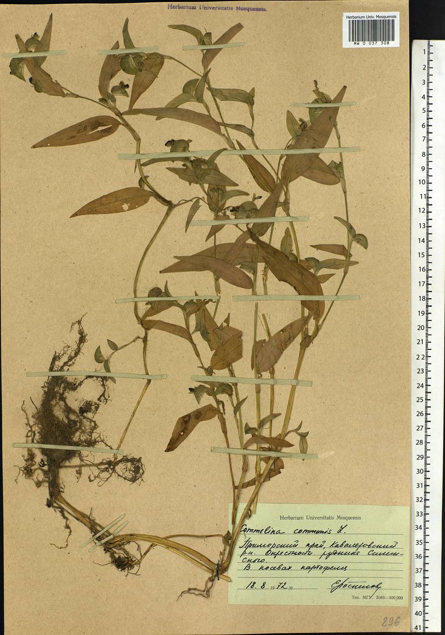 Commelina communis L., Siberia, Russian Far East (S6) (Russia)