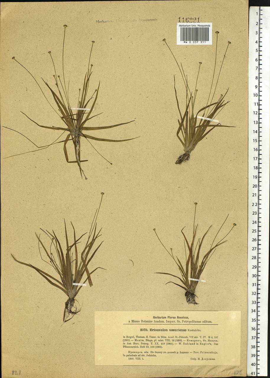 Eriocaulon ussuriense Körn. ex Regel, Siberia, Russian Far East (S6) (Russia)