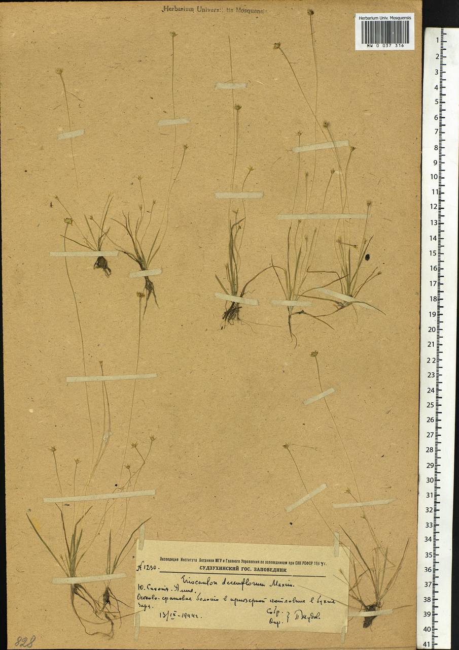 Eriocaulon decemflorum Maxim., Siberia, Russian Far East (S6) (Russia)