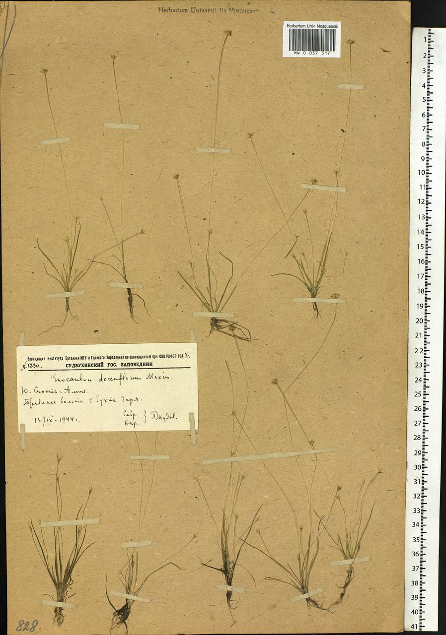 Eriocaulon decemflorum Maxim., Siberia, Russian Far East (S6) (Russia)