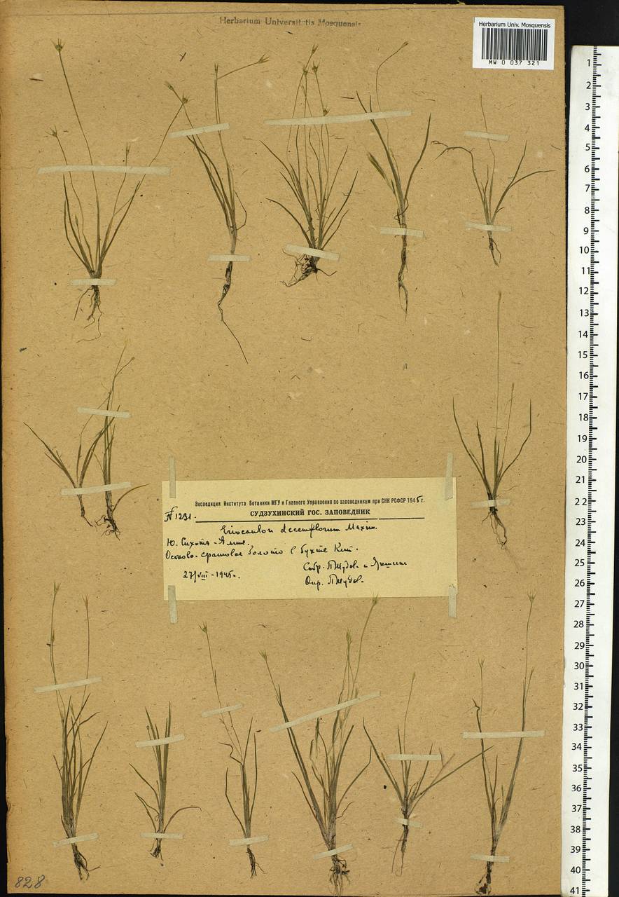 Eriocaulon decemflorum Maxim., Siberia, Russian Far East (S6) (Russia)