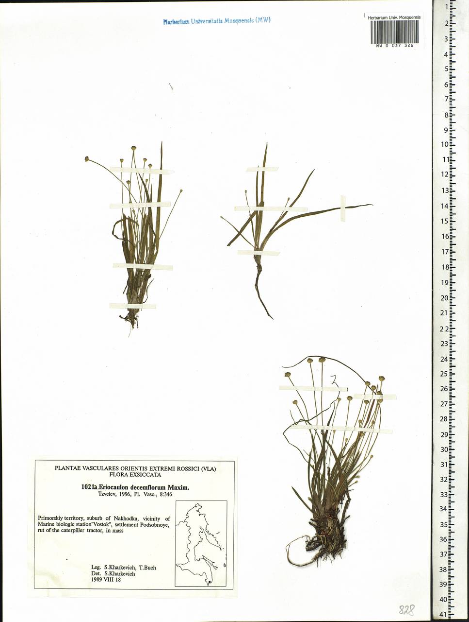 Eriocaulon decemflorum Maxim., Siberia, Russian Far East (S6) (Russia)