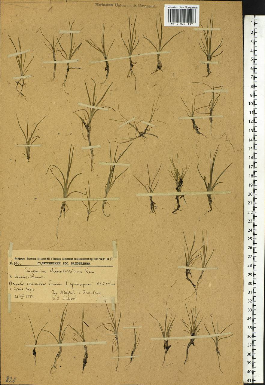 Eriocaulon chinorossicum Kom., Siberia, Russian Far East (S6) (Russia)