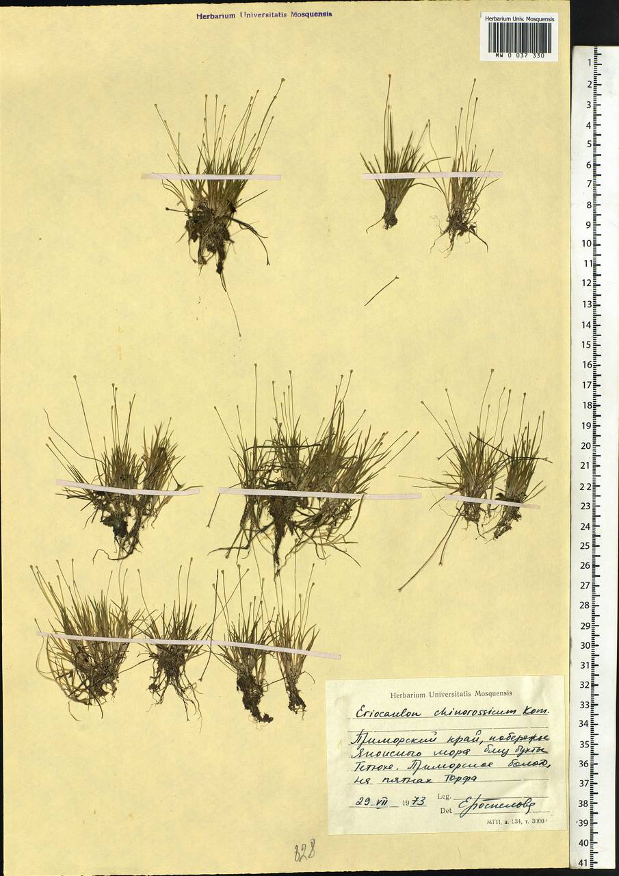 Eriocaulon chinorossicum Kom., Siberia, Russian Far East (S6) (Russia)
