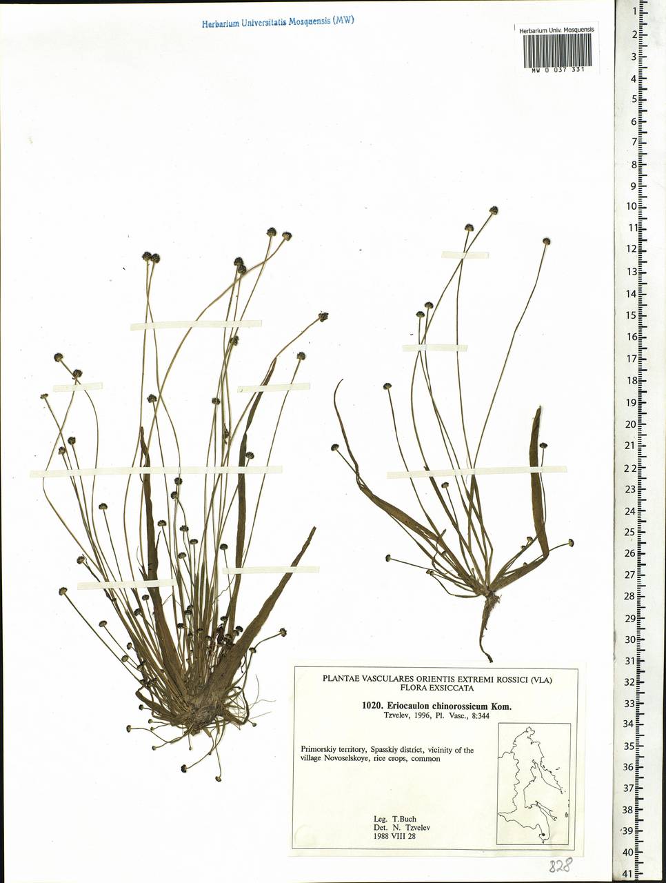 Eriocaulon chinorossicum Kom., Siberia, Russian Far East (S6) (Russia)