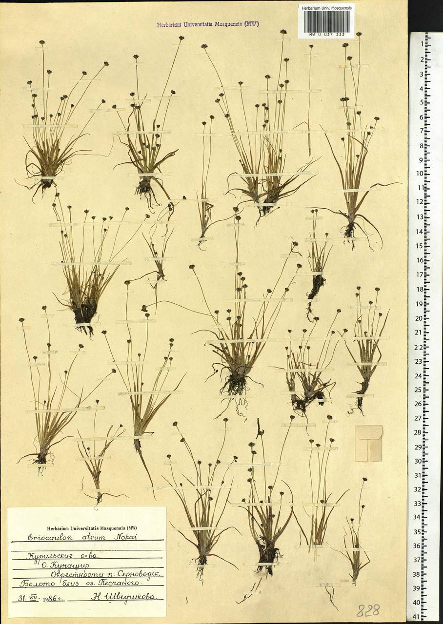 Eriocaulon atrum Nakai, Siberia, Russian Far East (S6) (Russia)