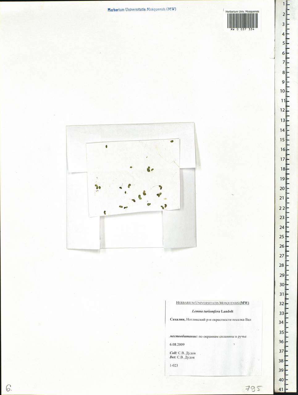 Lemna turionifera Landolt, Siberia, Russian Far East (S6) (Russia)