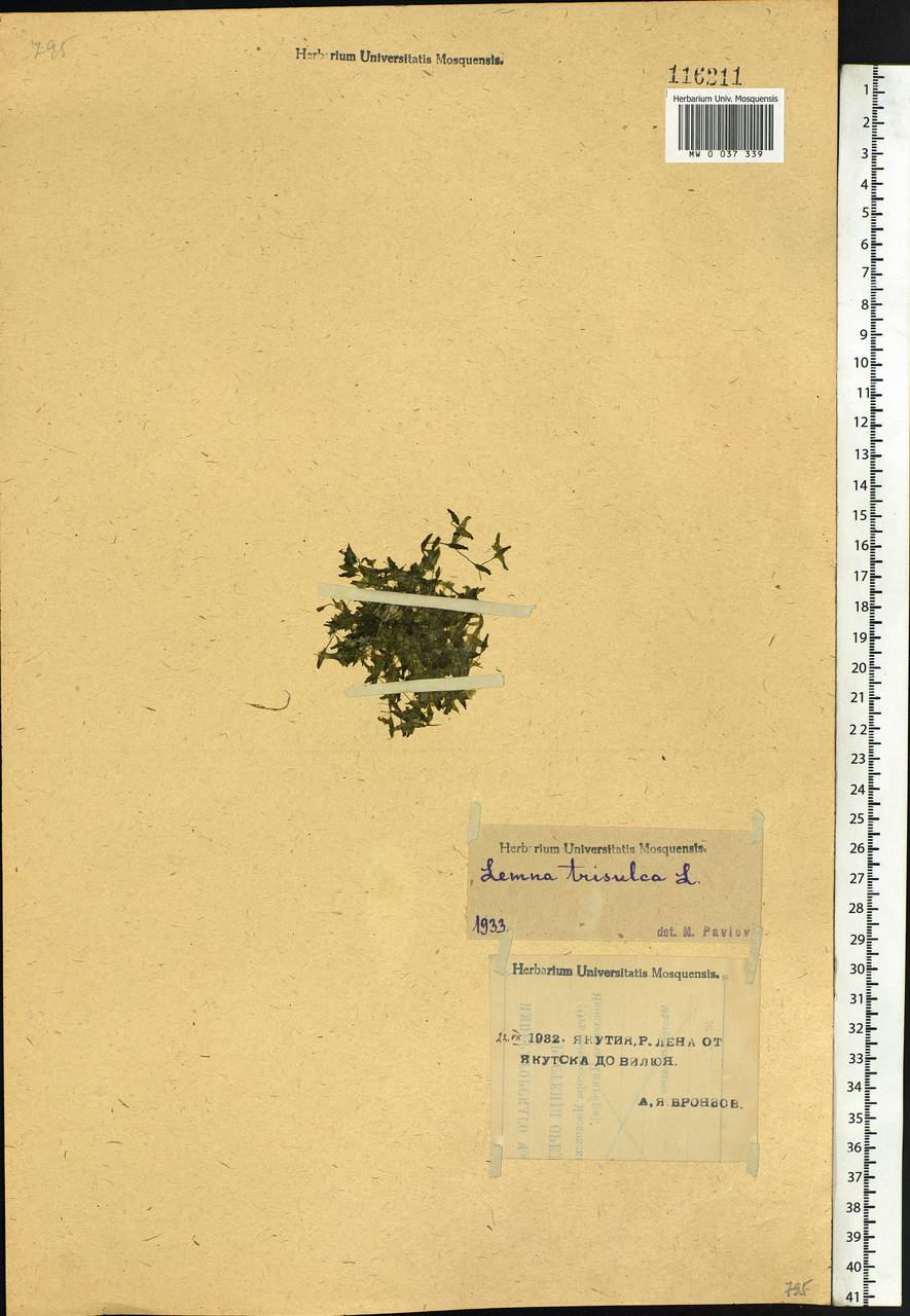 Lemna trisulca L., Siberia, Yakutia (S5) (Russia)