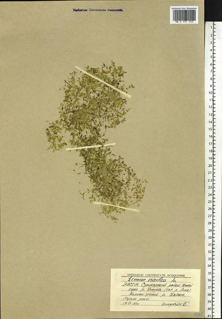 Lemna trisulca L., Siberia, Yakutia (S5) (Russia)