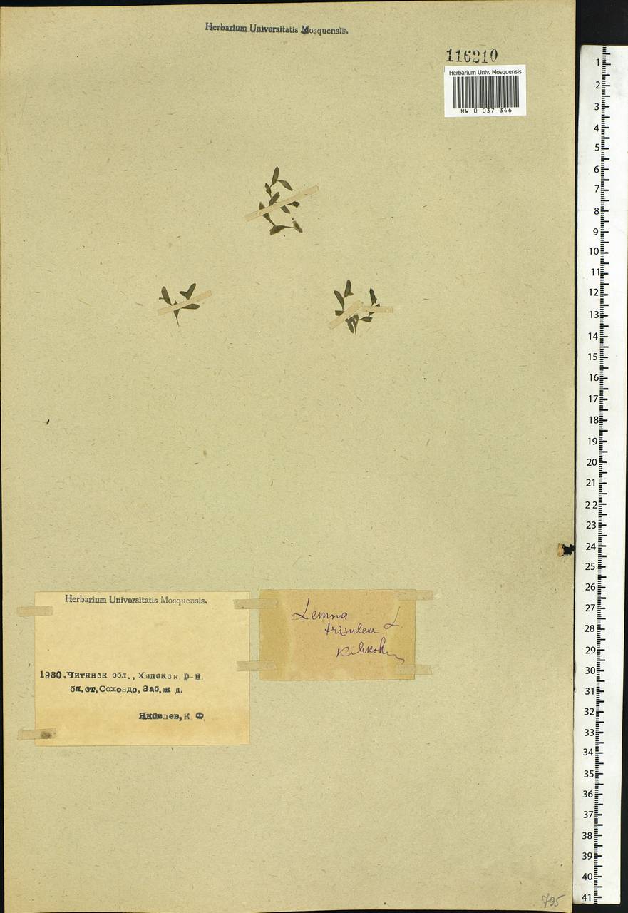 Lemna trisulca L., Siberia, Baikal & Transbaikal region (S4) (Russia)