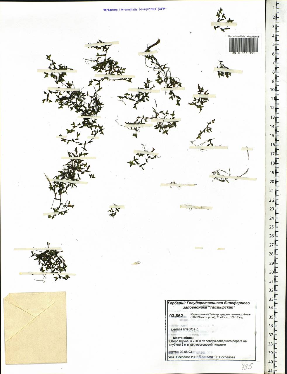 Lemna trisulca L., Siberia, Central Siberia (S3) (Russia)