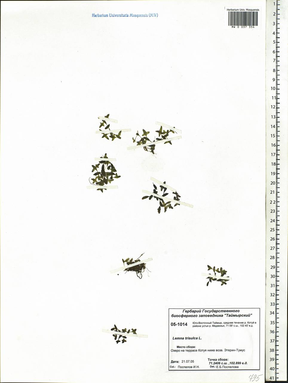 Lemna trisulca L., Siberia, Central Siberia (S3) (Russia)