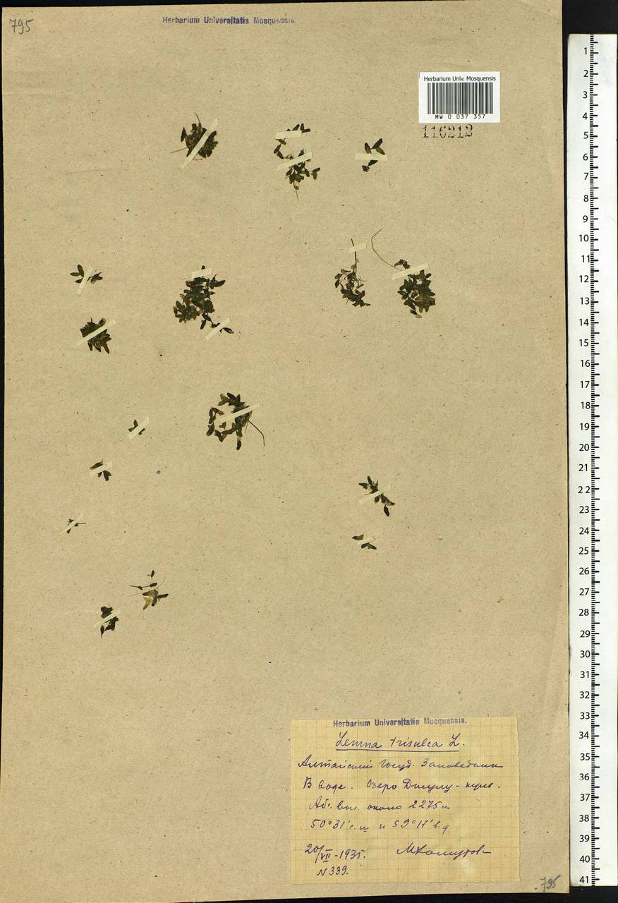 Lemna trisulca L., Siberia, Altai & Sayany Mountains (S2) (Russia)