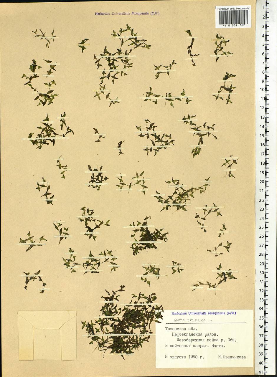 Lemna trisulca L., Siberia, Western Siberia (S1) (Russia)