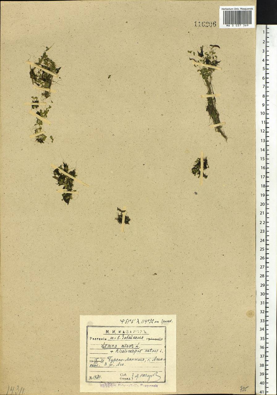 Lemna minor L., Siberia, Baikal & Transbaikal region (S4) (Russia)